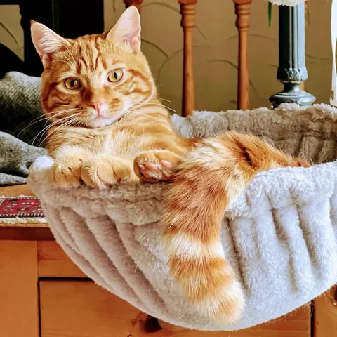 A ginger cat resting at the farm