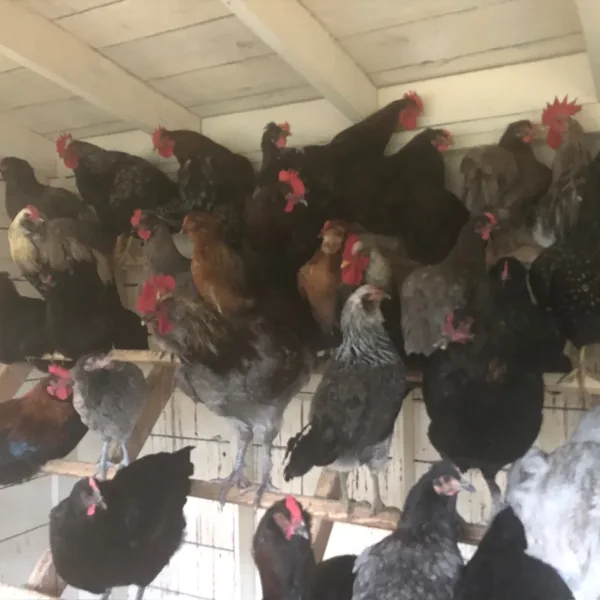 Chickens at the farm
