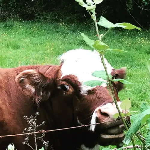 A cow in the pasture