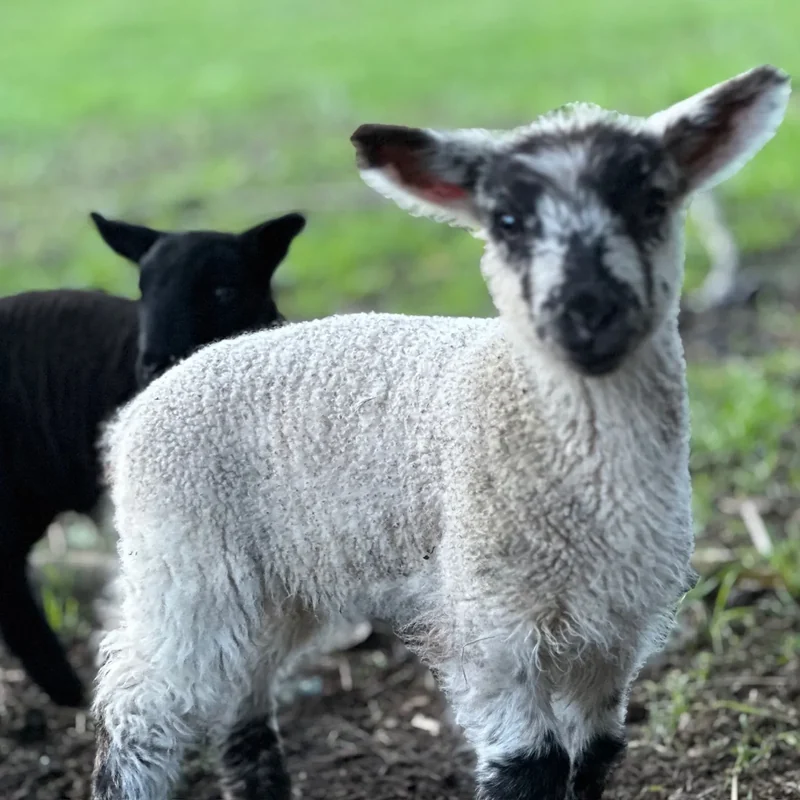 Lambs in the pasture
