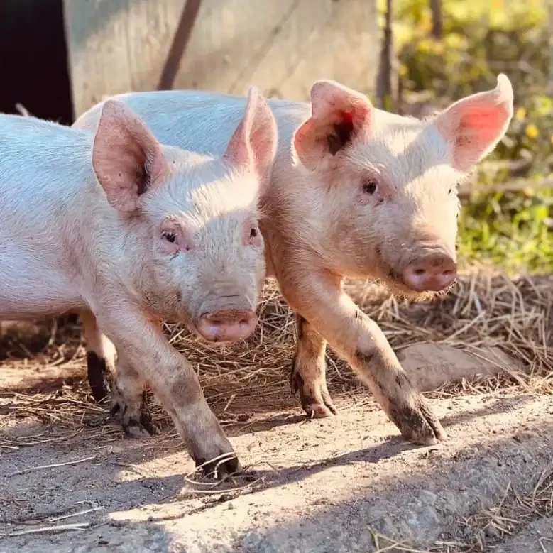 Two young pigs at Hamilton Cove Farm