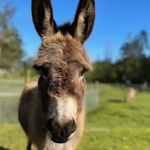 A donkey at the farm