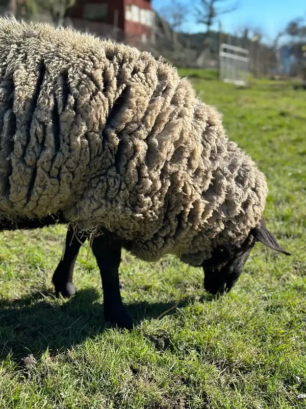 A sheep grazing