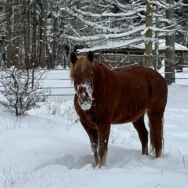 A horse in a snowy pasture