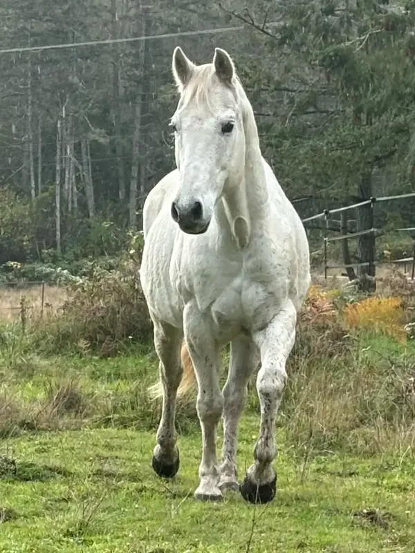 White horse in the pasture