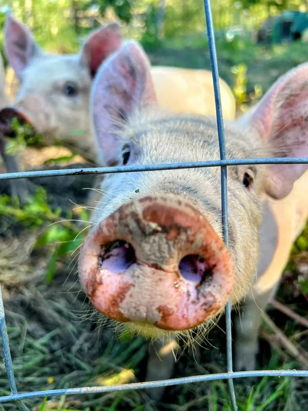 A curious pig at the fence