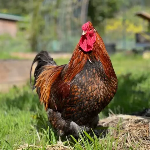 The farm rooster