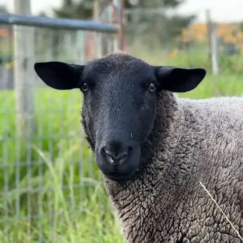 Sheep at the farm